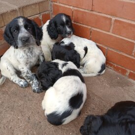 Cocker Spaniel (Working &amp; Show) - Both