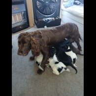 Cocker Spaniel (Working &amp; Show) - Both
