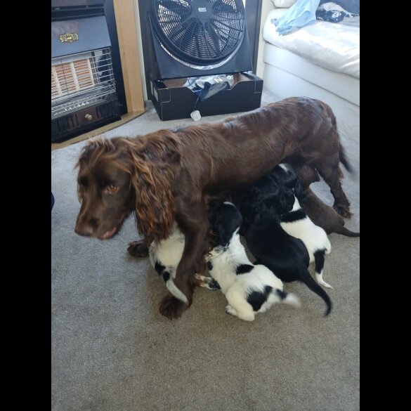 Cocker Spaniel (Working &amp; Show) - Both