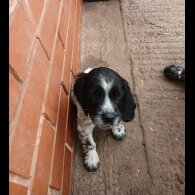 Cocker Spaniel (Working &amp; Show) - Both