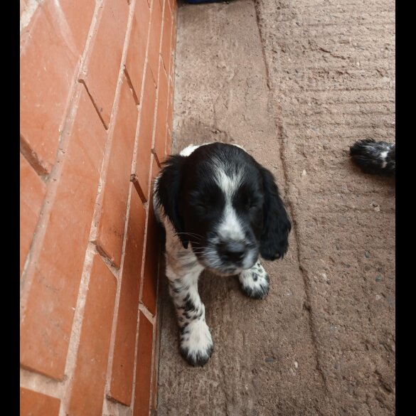 Cocker Spaniel (Working &amp; Show) - Both
