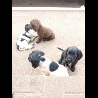 Cocker Spaniel (Working &amp; Show) - Both