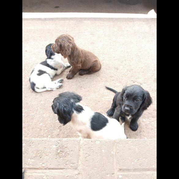 Cocker Spaniel (Working &amp; Show) - Both