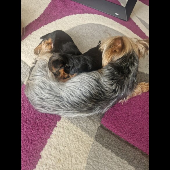 Yorkshire Terrier - Bitches