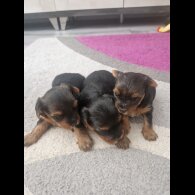 Yorkshire Terrier - Bitches