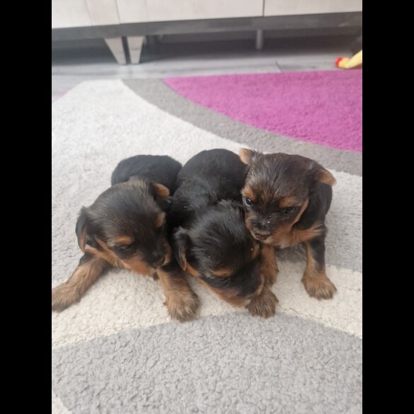 Yorkshire Terrier - Bitches