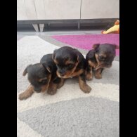 Yorkshire Terrier - Bitches