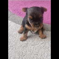 Yorkshire Terrier - Bitches