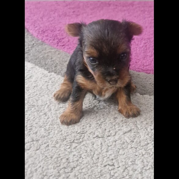 Yorkshire Terrier - Bitches