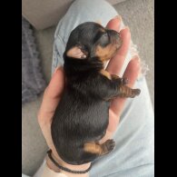 Yorkshire Terrier - Dogs