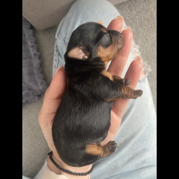 Yorkshire Terrier - Dogs
