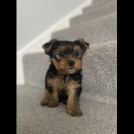 Yorkshire Terrier - Dogs