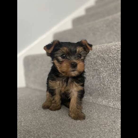 Yorkshire Terrier - Dogs