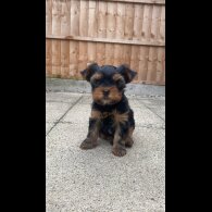 Yorkshire Terrier - Dogs