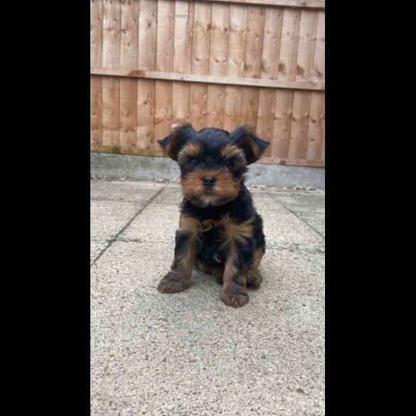 Yorkshire Terrier - Dogs
