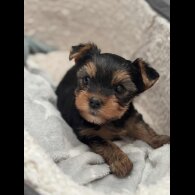 Yorkshire Terrier - Dogs