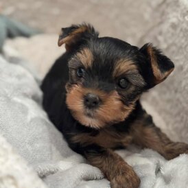 Yorkshire Terrier - Dogs