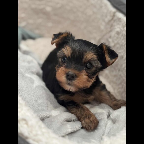Yorkshire Terrier - Dogs