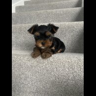 Yorkshire Terrier - Dogs