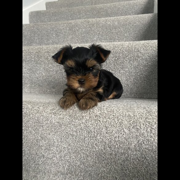 Yorkshire Terrier - Dogs