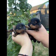 Yorkshire Terrier - Dogs