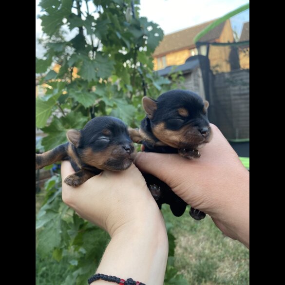 Yorkshire Terrier - Dogs