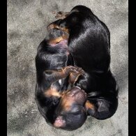 Yorkshire Terrier - Dogs