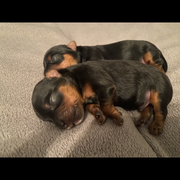 Yorkshire Terrier - Dogs