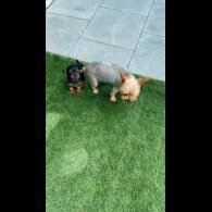 Yorkshire Terrier - Dogs
