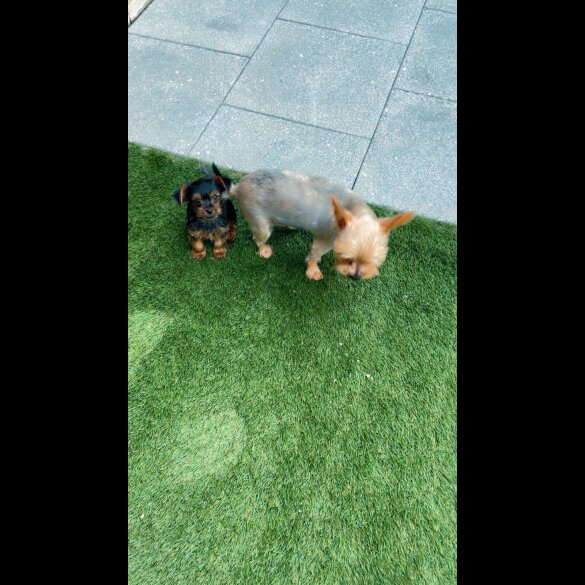 Yorkshire Terrier - Dogs
