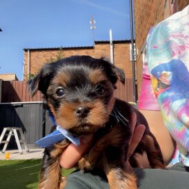 Yorkshire Terrier - Dogs
