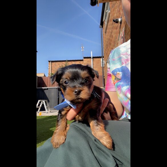 Yorkshire Terrier - Dogs
