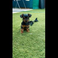 Yorkshire Terrier - Dogs