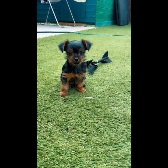 Yorkshire Terrier - Dogs