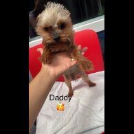 Yorkshire Terrier - Dogs