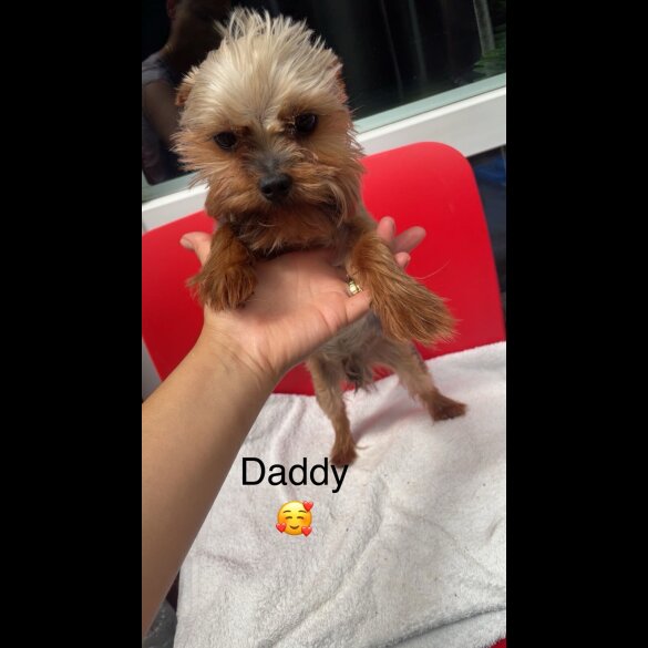 Yorkshire Terrier - Dogs