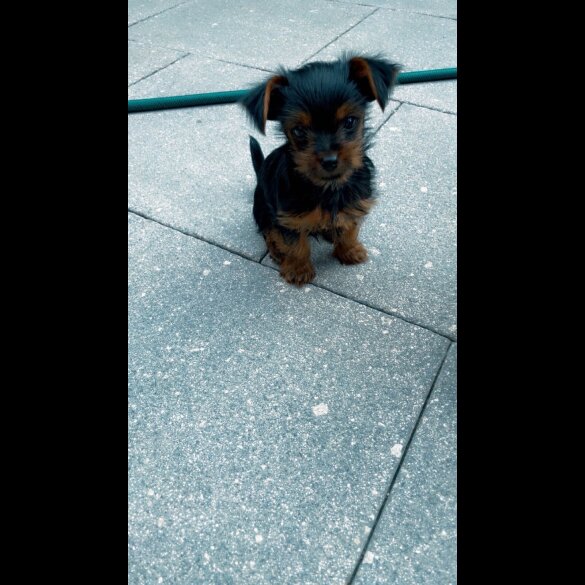 Yorkshire Terrier - Dogs