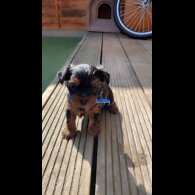 Yorkshire Terrier - Dogs