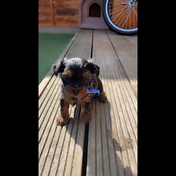 Yorkshire Terrier - Dogs