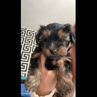 Yorkshire Terrier - Dogs