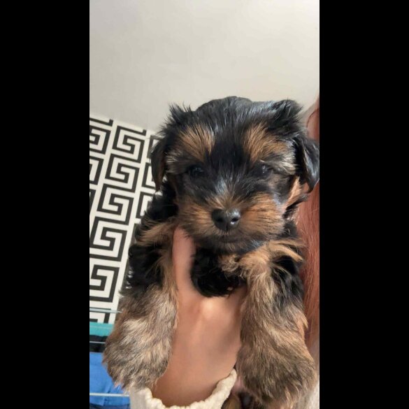Yorkshire Terrier - Dogs
