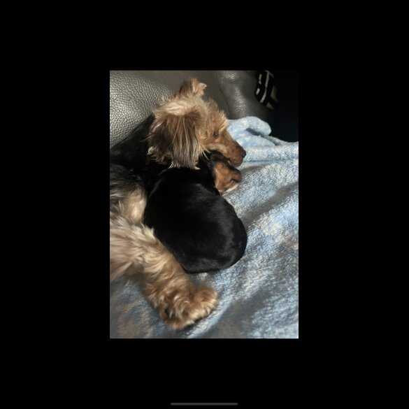 Yorkshire Terrier - Dogs