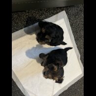 Yorkshire Terrier - Dogs