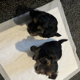 Yorkshire Terrier - Dogs