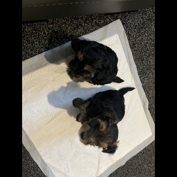 Yorkshire Terrier - Dogs