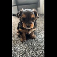 Yorkshire Terrier - Dogs
