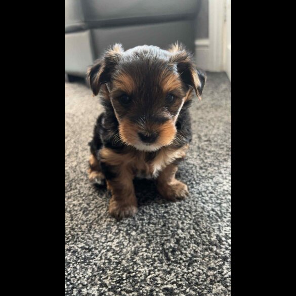 Yorkshire Terrier - Dogs