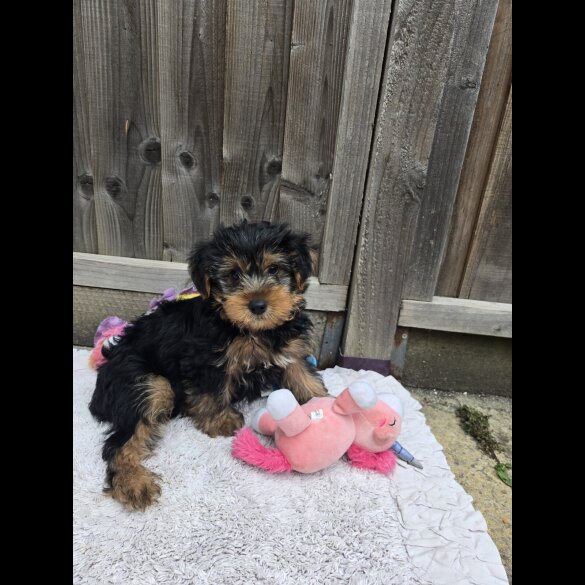 Yorkshire Terrier - Dogs