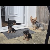 Yorkshire Terrier - Dogs