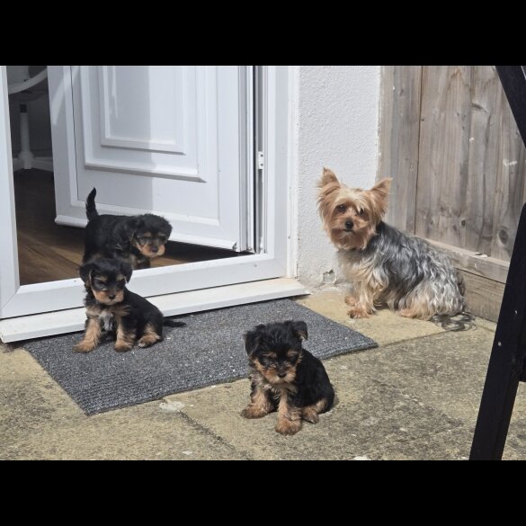 Yorkshire Terrier - Dogs
